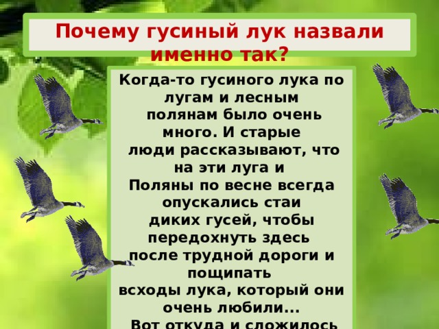 Почему гусиный лук назвали именно так? Когда-то гусиного лука по лугам и лесным  полянам было очень много. И старые  люди рассказывают, что на эти луга и Поляны по весне всегда опускались стаи диких гусей, чтобы передохнуть здесь после трудной дороги и пощипать всходы лука, который они очень любили...  Вот откуда и сложилось полное имя  этого цветка - гусиный лук.  И верно, стоит появиться первым цветкам  гусиного лука, как тут же появляются в небе стаи перелётных гусей, летящих  весной с юга на север, на свою родину. 