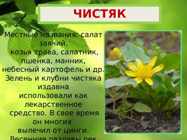 ЧИСТЯК Местные названия: салат заячий,  козья трава, салатник, пшенка, манник, небесный картофель и др.  Зелень и клубни чистяка издавна использовали как лекарственное  средство. В свое время он многих вылечил от цинги. Весенние разливы рек вымывали из почвы клубни и сносили в одно место, где их можно было собрать как картофель. Эта «манна небесная» спасала  людей от голода и болезней. 