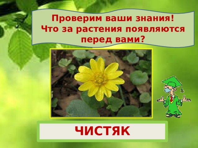 Проверим ваши знания! Что за растения появляются перед вами? ЧИСТЯК 