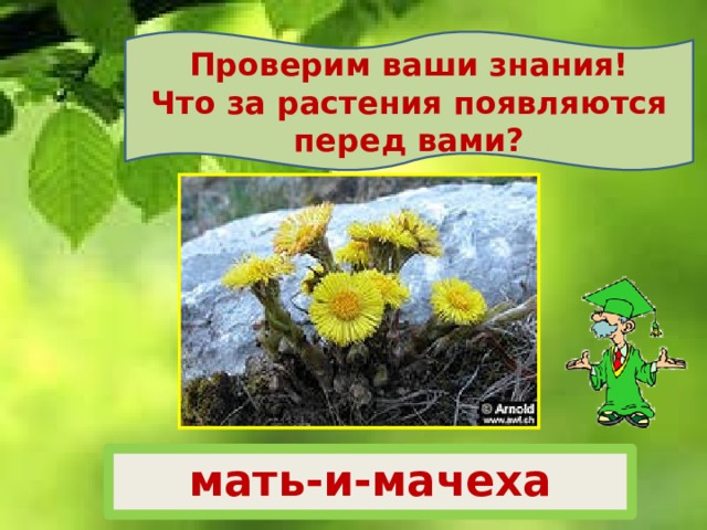 Проверим ваши знания! Что за растения появляются перед вами? мать-и-мачеха 