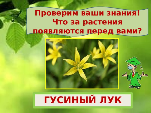 Проверим ваши знания! Что за растения появляются перед вами? ГУСИНЫЙ ЛУК 