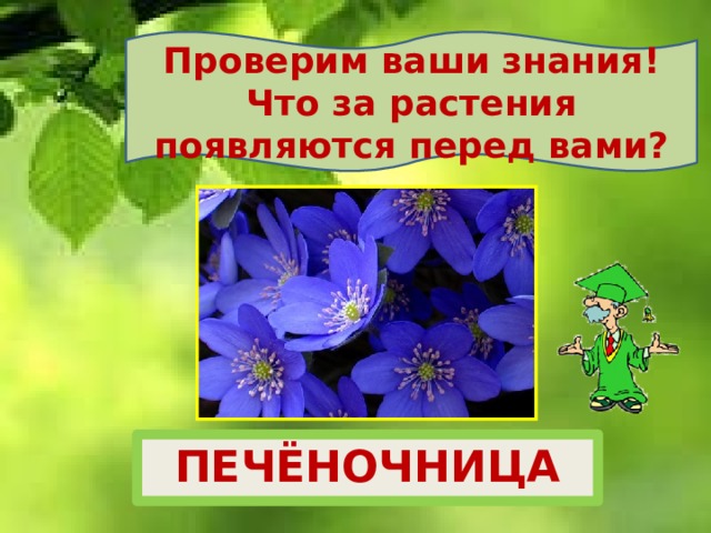 Проверим ваши знания! Что за растения появляются перед вами? ПЕЧЁНОЧНИЦА 