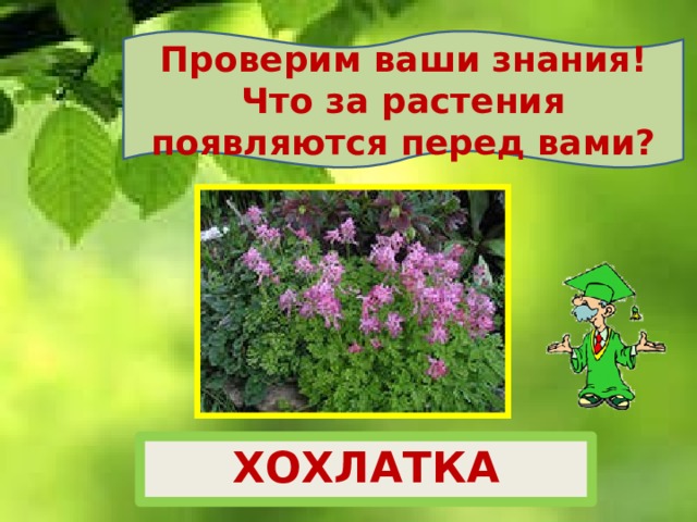 Проверим ваши знания! Что за растения появляются перед вами? ХОХЛАТКА 