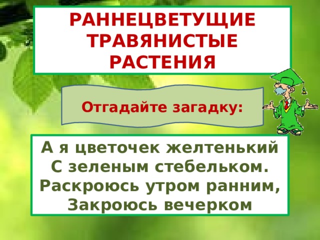 РАННЕЦВЕТУЩИЕ ТРАВЯНИСТЫЕ РАСТЕНИЯ Отгадайте загадку: А я цветочек желтенький С зеленым стебельком. Раскроюсь утром ранним, Закроюсь вечерком 