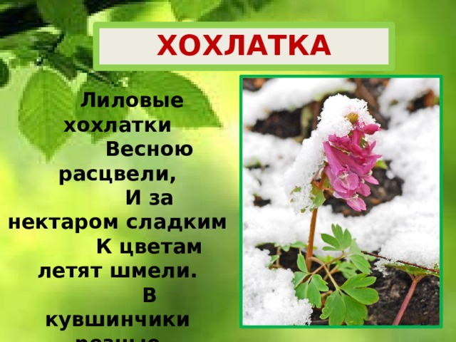 ХОХЛАТКА  Лиловые хохлатки           Весною расцвели,           И за нектаром сладким           К цветам летят шмели.           В кувшинчики резные           Налит душистый сок,           А листья кружевные           Колышет ветерок. 