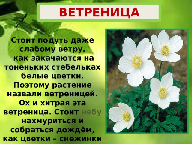 ВЕТРЕНИЦА Стоит подуть даже слабому ветру,  как закачаются на тоненьких стебельках белые цветки. Поэтому растение назвали ветреницей. Ох и хитрая эта ветреница. Стоит небу нахмуриться и собраться дождём, как цветки – снежинки закрываются. Но лишь солнце вновь приласкает землю своими лучами, цветы оживают, опять начинают кивать головками. 