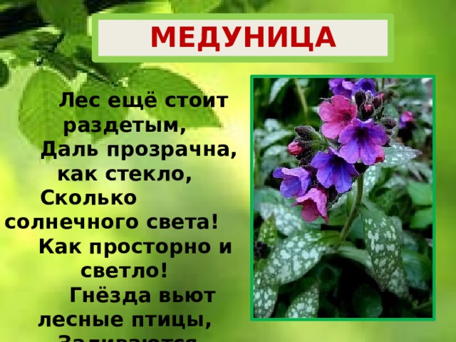 МЕДУНИЦА  Лес ещё стоит раздетым,     Даль прозрачна, как стекло,       Сколько солнечного света!     Как просторно и светло!       Гнёзда вьют лесные птицы,   Заливаются, звенят.   Искры синей медуницы     Под деревьями горят.  