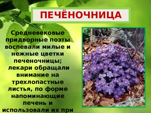 ПЕЧЁНОЧНИЦА Средневековые придворные поэты воспевали милые и нежные цветки печеночницы;  лекари обращали внимание на трехлопастные листья, по форме напоминающие печень и использовали их при  лечении заболеваний печени.  В наши дни печеночница тоже считается лекарственным растением. 