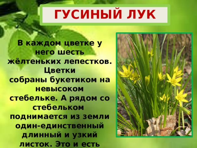 ГУСИНЫЙ ЛУК В каждом цветке у него шесть жёлтеньких лепестков. Цветки собраны букетиком на невысоком стебельке. А рядом со стебельком поднимается из земли один-единственный длинный и узкий листок. Это и есть гусиный лук.  В земле у гусиного лука небольшая луковка, что остаётся зимовать. За эту луковку и назвали гусиный лук . 