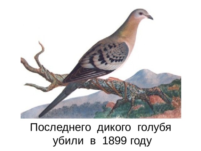 Последнего дикого голубя убили в 1899 году 