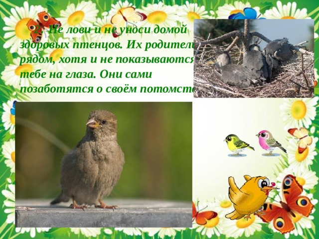  2 . Не лови и не уноси домой здоровых птенцов. Их родители рядом, хотя и не показываются тебе на глаза. Они сами позаботятся о своём потомстве .  