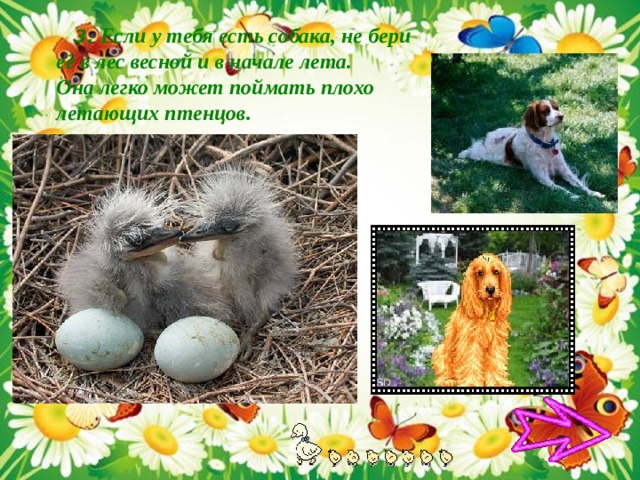  3. Если у тебя есть собака, не бери её в лес весной и в начале лета. Она легко может поймать плохо летающих птенцов. 