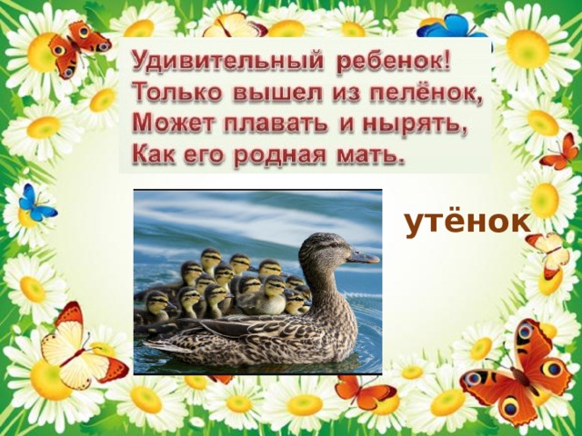 утёнок 