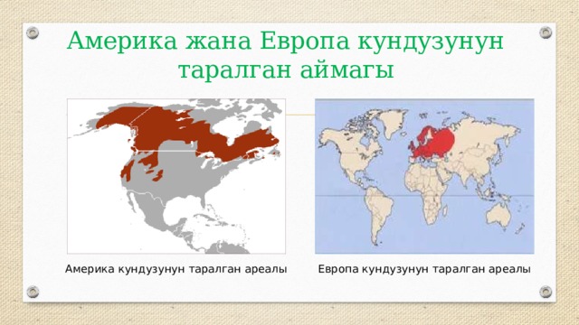 Америка жана Европа кундузунун таралган аймагы Америка кундузунун таралган ареалы Европа кундузунун таралган ареалы 