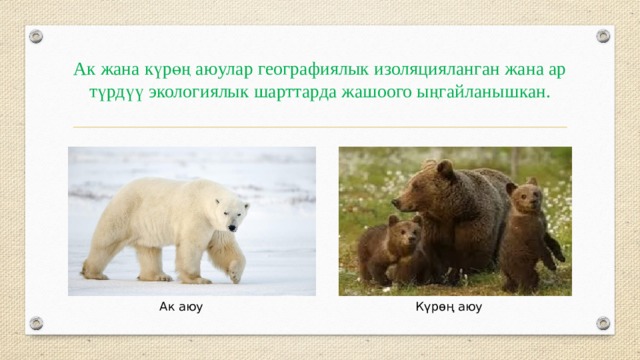 Ак жана күрөң аюулар географиялык изоляцияланган жана ар түрдүү экологиялык шарттарда жашоого ыңгайланышкан. Ак аюу Күрөң аюу 
