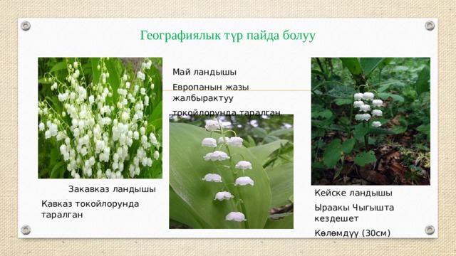Географиялык түр пайда болуу Май ландышы Европанын жазы жалбырактуу токойлорунда таралган  Закавказ ландышы Кавказ токойлорунда таралган Кейске ландышы Ыраакы Чыгышта кездешет Көлөмдүү (30см) 