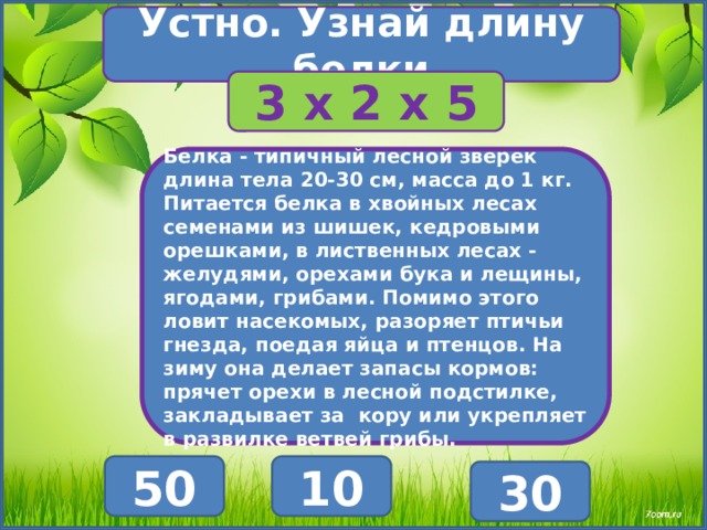 Устно. Узнай длину белки 3 х 2 х 5 Белка - типичный лесной зверек длина тела 20-30 см, масса до 1 кг. Питается белка в хвойных лесах семенами из шишек, кедровыми орешками, в лиственных лесах - желудями, орехами бука и лещины, ягодами, грибами. Помимо этого ловит насекомых, разоряет птичьи гнезда, поедая яйца и птенцов. На зиму она делает запасы кормов: прячет орехи в лесной подстилке, закладывает за кору или укрепляет в развилке ветвей грибы. 10 50 30 