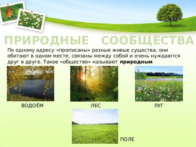 Какое природное сообщество россии. Природные сообщества. Живые природные сообщества. Естественные природные сообщества. Природные сообщества презентация.