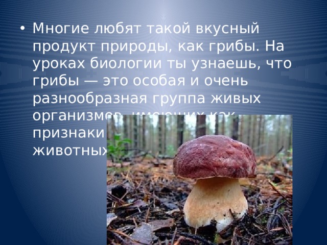 Многие любят такой вкусный продукт природы, как грибы. На уроках биологии ты узнаешь, что грибы — это особая и очень разнообразная группа живых организмов, имеющих как признаки растений, так и животных. 