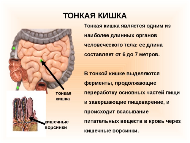 ТОНКАЯ КИШКА Тонкая кишка является одним из наиболее длинных органов человеческого тела: ее длина составляет от 6 до 7 метров.  В тонкой кишке выделяются ферменты, продолжающие переработку основных частей пищи и завершающие пищеварение, и происходит всасывание питательных веществ в кровь через кишечные ворсинки. тонкая кишка кишечные ворсинки 