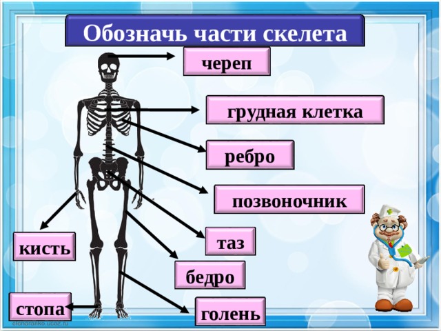 Части скелета