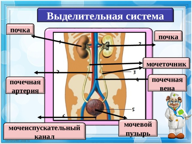 Выделительная система человека рисунок