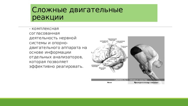 Двигательные реакции организма. Двигательная реакция. Примеры сложной двигательной реакции. Простая и сложная двигательная реакция. Сложные двигательные реакции разделяются на.