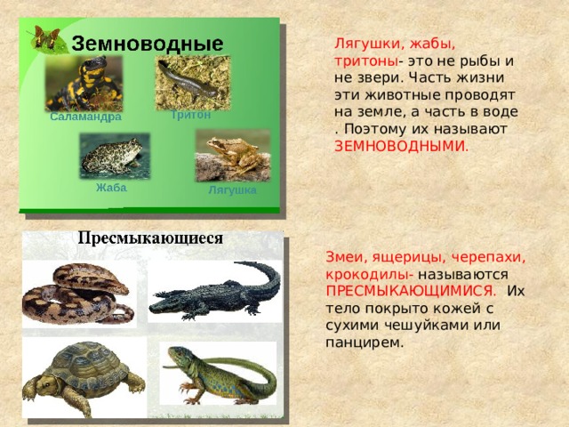Три примера животных относящихся к земноводным. Пресмыкающиеся лягушки. Класс земноводные крокодилы. Ящерицы змеи лягушки черепахи.