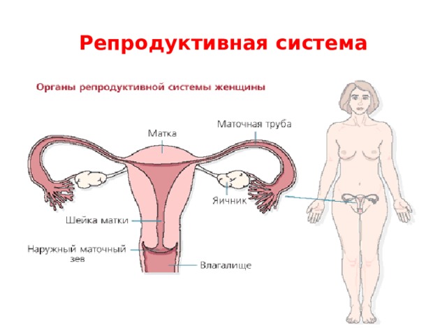 Репродуктивная система 