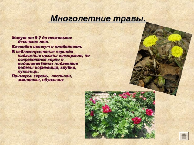  Многолетние травы. Живут от 5-7 до нескольких десятков лет. Ежегодно цветут и плодоносят. В неблагоприятные периода надземные органы отмирают, но сохраняются корни и видоизменённые подземные побеги: корневища, клубни, луковицы. Примеры: герань, тюльпан, земляника, одуванчик . 