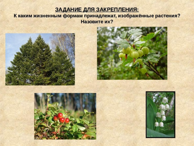 ЗАДАНИЕ ДЛЯ ЗАКРЕПЛЕНИЯ:  К каким жизненным формам принадлежат, изображённые растения?  Назовите их?   