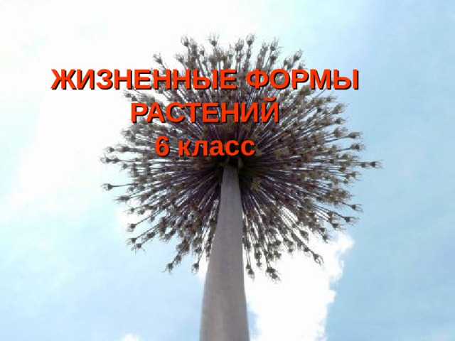 ЖИЗНЕННЫЕ ФОРМЫ  РАСТЕНИЙ  6 класс 