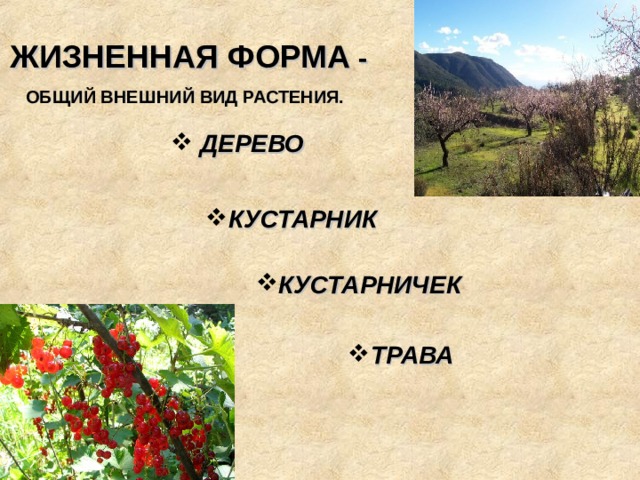 ЖИЗНЕННАЯ ФОРМА -  ОБЩИЙ ВНЕШНИЙ ВИД РАСТЕНИЯ.   ДЕРЕВО КУСТАРНИК КУСТАРНИЧЕК ТРАВА 