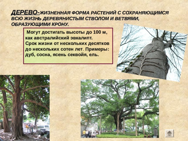 ДЕРЕВО- ЖИЗНЕННАЯ ФОРМА РАСТЕНИЙ С СОХРАНЯЮЩИМСЯ ВСЮ ЖИЗНЬ ДЕРЕВЯНИСТЫМ СТВОЛОМ И ВЕТВЯМИ, ОБРАЗУЮЩИМИ КРОНУ.  Могут достигать высоты до 100 м, как австралийский эвкалипт. Срок жизни от нескольких десятков до нескольких сотен лет . Примеры: дуб, сосна, ясень секвойя, ель. 