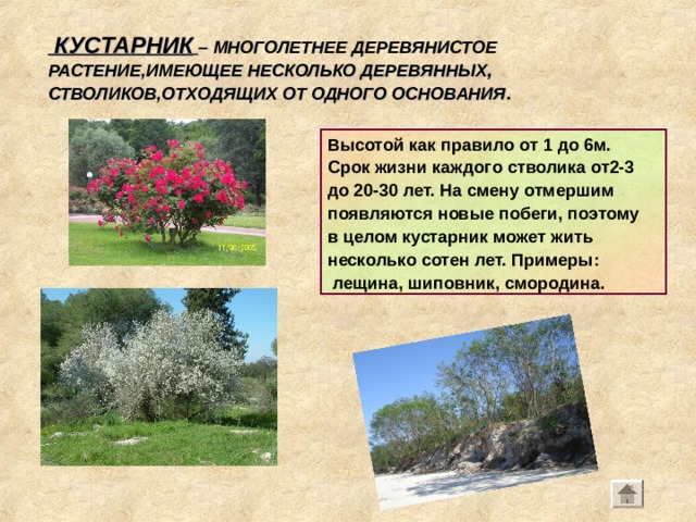  КУСТАРНИК  –  МНОГОЛЕТНЕЕ ДЕРЕВЯНИСТОЕ РАСТЕНИЕ,ИМЕЮЩЕЕ НЕСКОЛЬКО ДЕРЕВЯННЫХ , СТВОЛИКОВ,ОТХОДЯЩИХ ОТ ОДНОГО ОСНОВАНИЯ . Высотой как правило от 1 до 6м. Срок жизни каждого стволика от2-3 до 20-30 лет. На смену отмершим появляются новые побеги, поэтому в целом кустарник может жить несколько сотен лет. Примеры:  лещина, шиповник, смородина. 