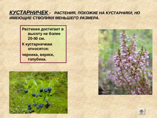 КУСТАРНИЧЕК - РАСТЕНИЯ, ПОХОЖИЕ НА КУСТАРНИКИ, НО ИМЕЮЩИЕ СТВОЛИКИ МЕНЬШЕГО РАЗМЕРА. Растение достигает в высоту не более 20-50 см. К кустарничкам относятся: черника, вереск, голубика. 