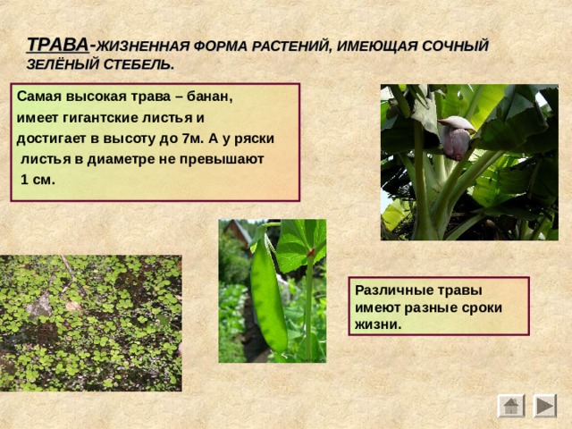 ТРАВА - ЖИЗНЕННАЯ ФОРМА РАСТЕНИЙ, ИМЕЮЩАЯ СОЧНЫЙ ЗЕЛЁНЫЙ СТЕБЕЛЬ. Самая высокая трава – банан, имеет гигантские листья и достигает в высоту до 7м. А у ряски  листья в диаметре не превышают  1 см. Различные травы имеют разные сроки жизни. 