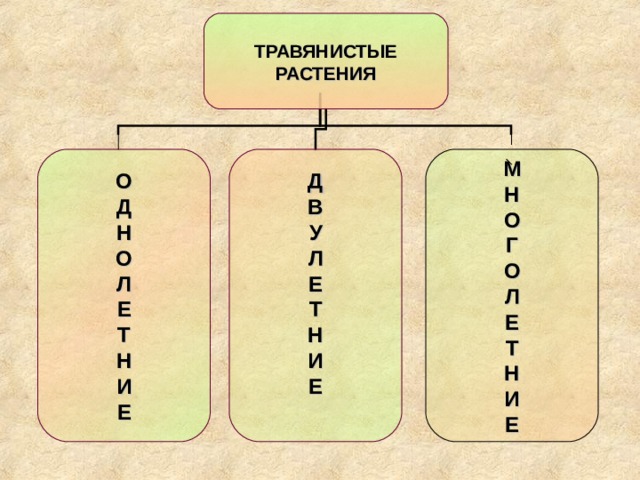 ТРАВЯНИСТЫЕ РАСТЕНИЯ О Д Н О Л Е Т Н И Е Д В У Л Е Т Н И Е М Н О Г О Л Е Т Н И Е 