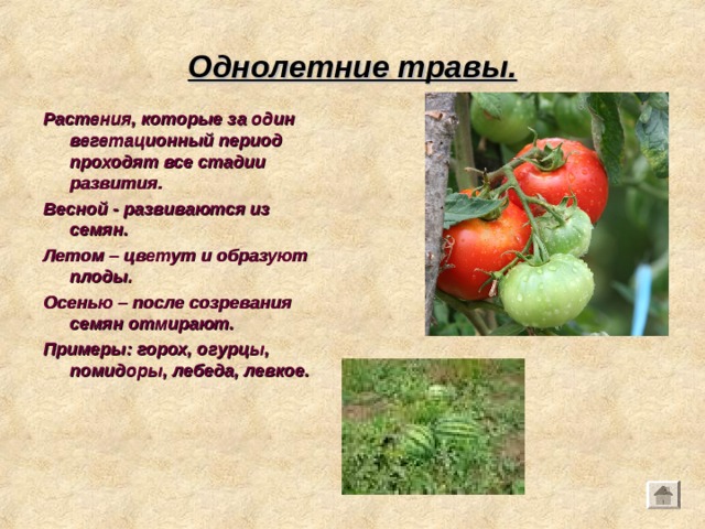 Однолетние травы. Растения, которые за один вегетационный период проходят все стадии развития. Весной - развиваются из семян. Летом – цветут и образуют плоды. Осенью – после созревания семян отмирают. Примеры: горох, огурцы, помидоры, лебеда, левкое. 