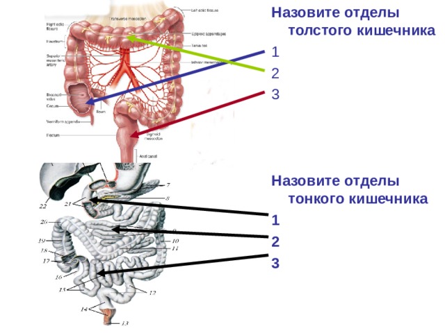 Отделы тонкого кишечника. Отделы тонкого и Толстого кишечника. Назовите отделы Толстого кишечника. Перечислите отделы тонкого и Толстого кишечника.. Перечислите отделы тонкого кишечника.