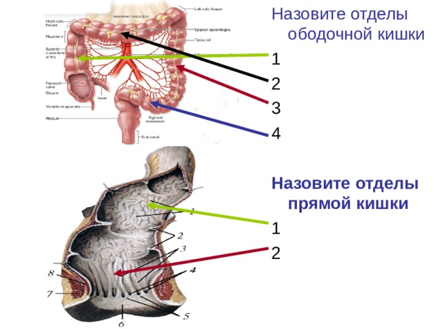 Отделы прямой кишки