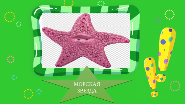 Место для ответа МОРСКАЯ ЗВЕЗДА 