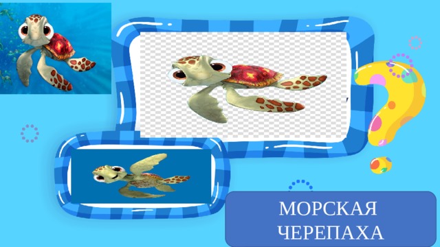 Место для иллюстрации к вопросу Место для вопроса МОРСКАЯ ЧЕРЕПАХА 