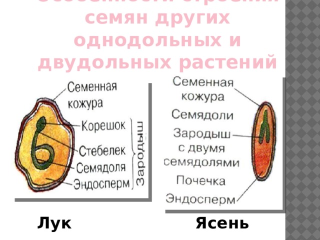 Строение однодольных и двудольных семян