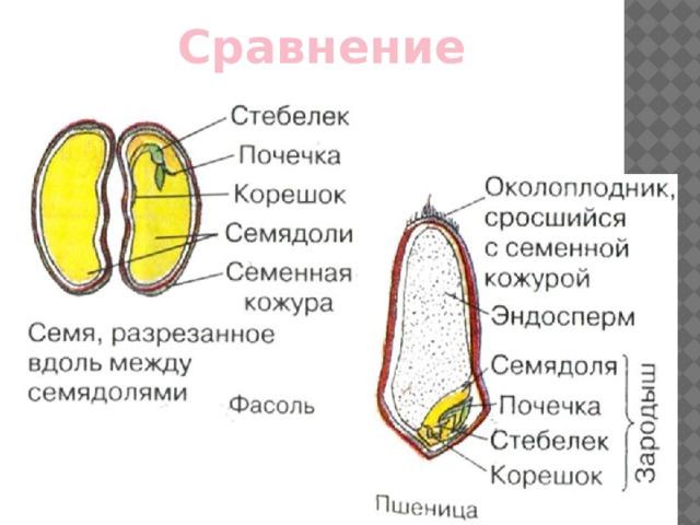 Строение семян тест