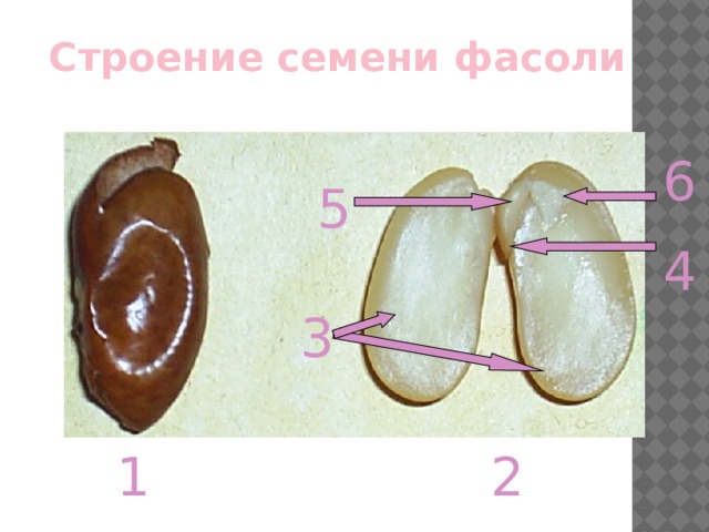 Строение семени фасоли 6 класс