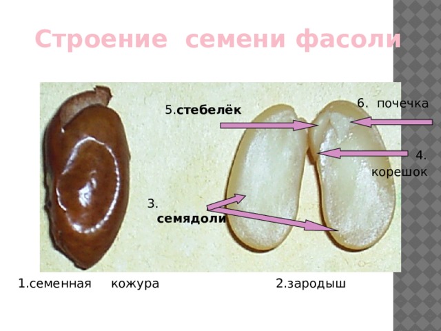 Презентация строение семян двудольных и однодольных семян