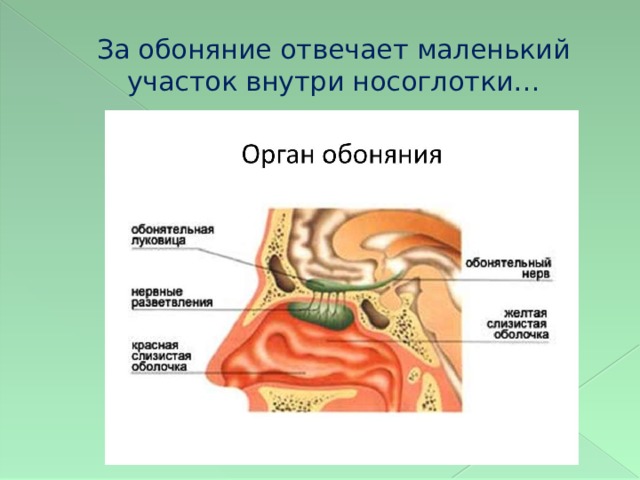 Обонятельный нерв рисунок с обозначениями