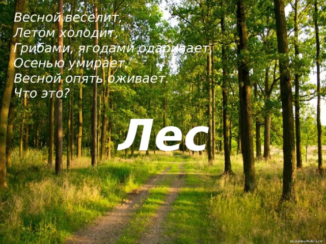 Осенью веселит летом холодит. Летом холодит. Весной оживает веселит. И снова жизнь летнего леса оживает. Весной умирает, а осенью оживает..