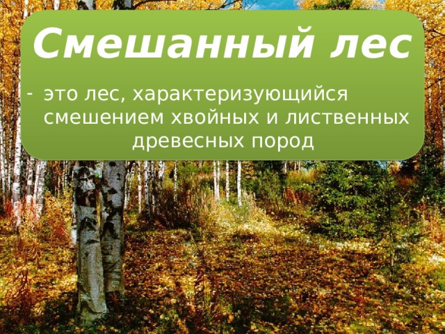 Жизнь леса 4. Смешанные леса древесные породы. Смешанные леса занятия. Лиственные леса характеризуются. Смешанные леса презентация.